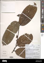 Image result for Diospyros gabunensis