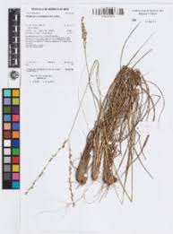 Image result for Alloteropsis semialata