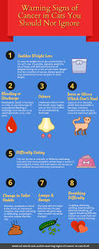 Cat cancer symptoms can be subtle and cats are good at hiding illness. Cat Infographics Cat World
