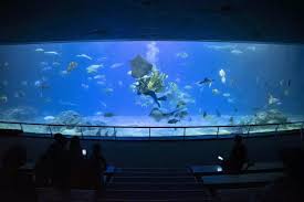 Über 330 ferienwohnungen & ferienhäuser. Seasonal Offer Pingtung National Museum Of Marine Biology Aquarium Sleepover Experience Kkday