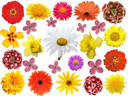Check spelling or type a new query. All Kinds Of Chrysanthemums Hd Picture Free Stock Photos In Image Format Jpg Size 7200x5400 Format For Free Download 13 54mb