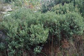 Image result for Agelanthus patelii