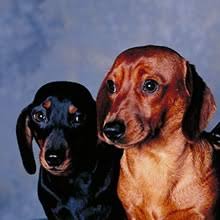 Why buy a dachshund puppy for sale if you can adopt and save a life? Puppyfind Wiener Dog Puppies For Sale