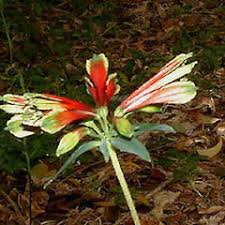 Image result for Alstroemeria pulchella
