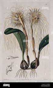Image result for Bulbophyllum intertextum