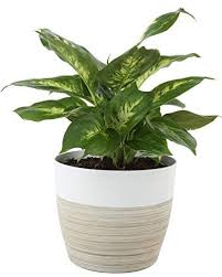 We did not find results for: 15 Of The Best Bedroom Plants That Purify The Air Easy Indoor Plant Ideas
