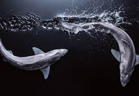 Check spelling or type a new query. Cod Is Dead Is Dogfish The Answer