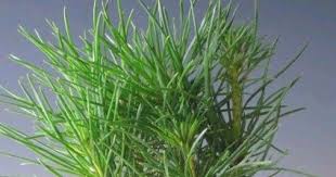 Diy Pine Cone Bonsai How To Make A Pine Cone Bonsai Bonsai Tree Care Pine Bonsai Bonsai Plants