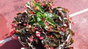 Profile for Salvati giardinaggio