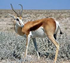 Keseli Ceylan Antidorcas Marsupialis Antilop Hayvan Afrika