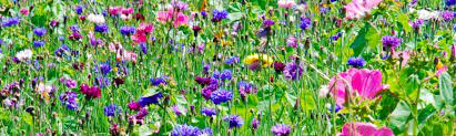 Our wildflower seeds are grown in the uk without chemicals and are only uk native species. Free Wildflower Seeds Free Stuff