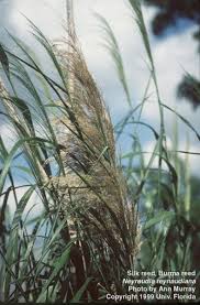 Image result for Neyraudia arundinacea