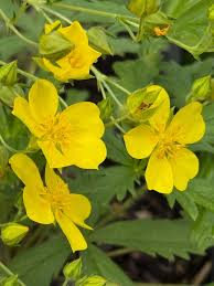 Image result for Anagallis gracilipes