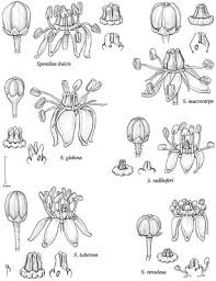 Image result for Lannea asymmetrica