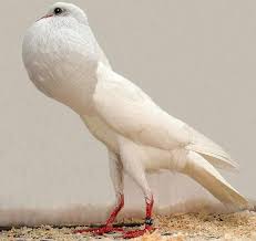 9 Bizarre And Beautiful Fancy Pigeons Pigeon Breeds Pigeon Pictures Pigeon