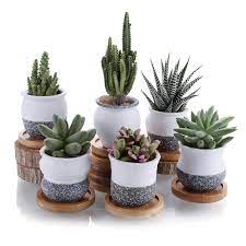 Whether you are just starting out as an indoor or outdoor gardener or have many years. Pin Auf Plants