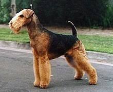 Airedale Terrier Wikipedia
