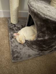 Sweet Marcel is at the vet : r/Flamepoints