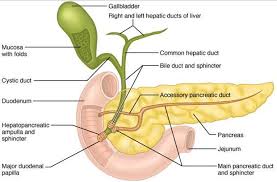 Learn vocabulary, terms and more with flashcards, games and other study tools. Draw Neat Labeled Diagram Of The Pancreas With Their Associated Structures