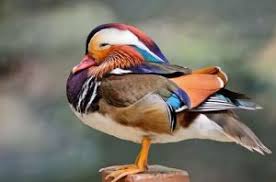 The mandarin duck (aix galericulata) is a perching duck species native to the east palearctic. 12 Facts About Mandarin Ducks
