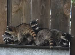 The larger birds of prey can also kill and eat a cat. Bay Area S Annoying Neighbors Raccoons Squirrels Skunks Pigs