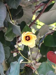 Image result for Hibiscus tiliaceus