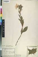 Image result for Astripomoea hyoscyamoides