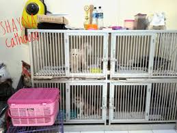 We did not find results for: Penitipan Kucing Bintaro Perlengkapan Hewan Aksesoris Hewan Di Carousell