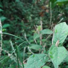 Image result for Cyathula prostrata