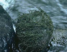 Image result for Tristicha trifaria