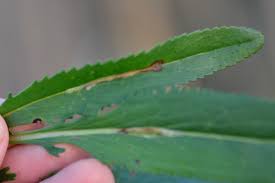 Image result for Scrobipalpula diffluella