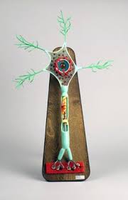 Neuron Model Labeled Motor Neuron Model B100 With Images Neuron Model Motor Neuron Human Body Systems