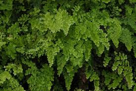 Image result for Adiantaceae