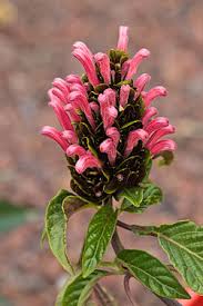 Image result for Justicia odora