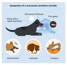 Pin On Healthy Pets