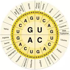 What Are Some Ways To Read A Codon Table Quora