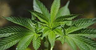 Descubre cómo distinguir las plantas de marihuana hembras de los machos fácilmente con instrucciones y fotografías en la huerta blog. Blutephase Cannabis Das Produktive Stadium Irierebel