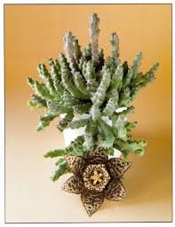 Stapelias Stapelia Variegata Stapelia Is A Genus Of Low Growing Spineless Stem Succulent Plants Predominantly From South Afri Plants Succulents Dry Plants