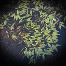 Image result for Potamogeton octandrus