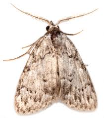 Image result for Nolletia arenosa