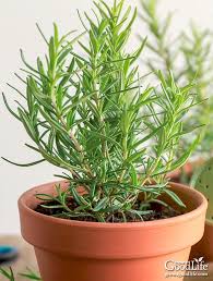 Image result for rosemary container
