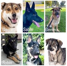 🐾❤️ SATURDAY ADOPTION EVENT ❤️🐾 Here are just some of the adorable faces  who will be looking for their furever homes at our adoption event THIS  SATURDAY! When: Saturday, July 19th 11:00 -