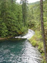 The mckenzie river trail (mrt) is a mountain biking favorite. Mckenzie River Trail Oregon Wild