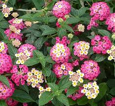Amazon Com Seeds And Farms1000 Beautiful Colorful Lantana Camara Flower Seeds Garden Outdoor Flower Seeds Lantana Camara Flower Fence