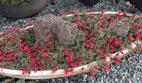 Image result for Marsdenia macrantha