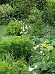 Ribbon Of White Tulips Through Spring Border Of Euphorbia Oblongata Sisyrinchium And Viburnum Opulus Phlomis Beautiful Gardens Viburnum Opulus Garden Design