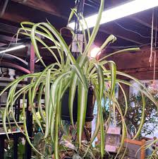 Image result for Chlorophytum pauper