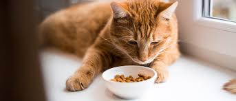 ‪What do cats eat? What do cats like to eat | Perfect Fit™‬‏