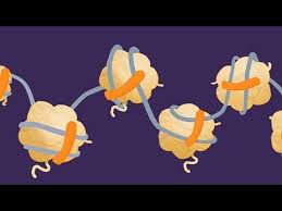 Check spelling or type a new query. à¹‚à¸„à¸£à¸‡à¸ªà¸£ à¸²à¸‡à¸‚à¸­à¸‡à¹‚à¸„à¸£à¹‚à¸¡à¹‚à¸‹à¸¡ Chromosome Structure à¸§ à¸—à¸¢à¸²à¸¨à¸²à¸ªà¸•à¸£ à¸¡ 4 6 à¸Š à¸§à¸§ à¸—à¸¢à¸² Youtube