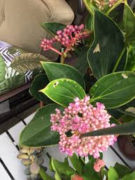 Image result for Medinilla myriantha